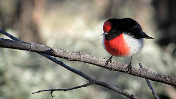 Wallpaper thumb: Red-capped Robin